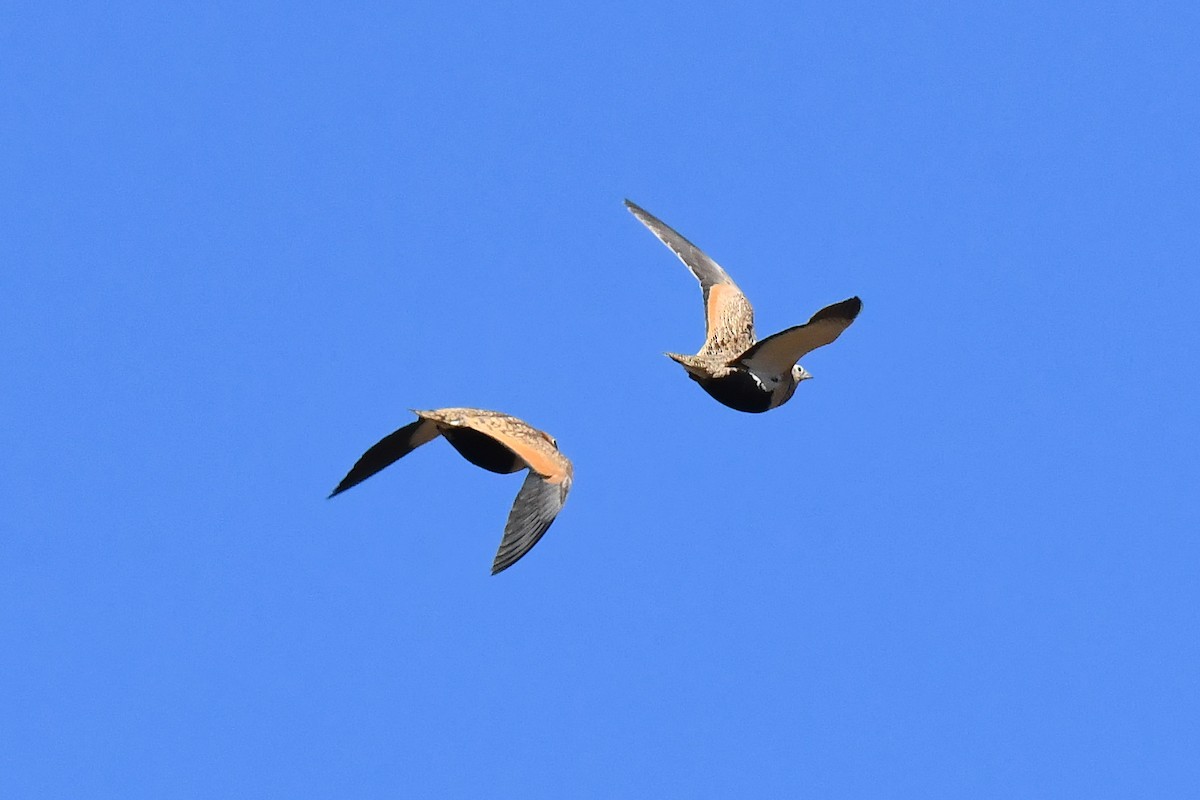Black-bellied Sandgrouse - ML646300642