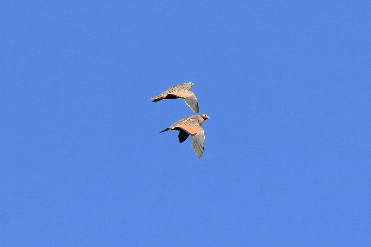 Black-bellied Sandgrouse - ML646300643