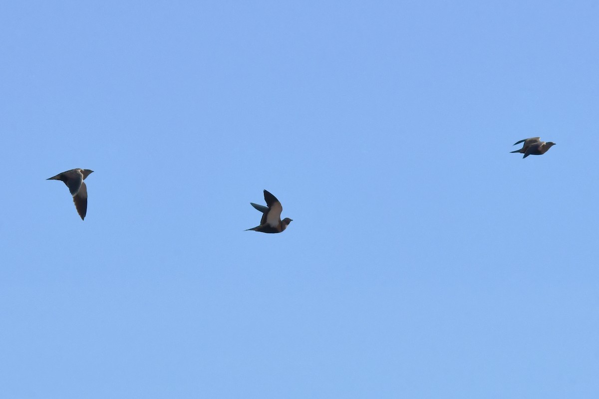 Black-bellied Sandgrouse - ML646300644