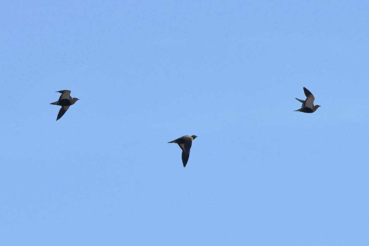 Black-bellied Sandgrouse - ML646300645