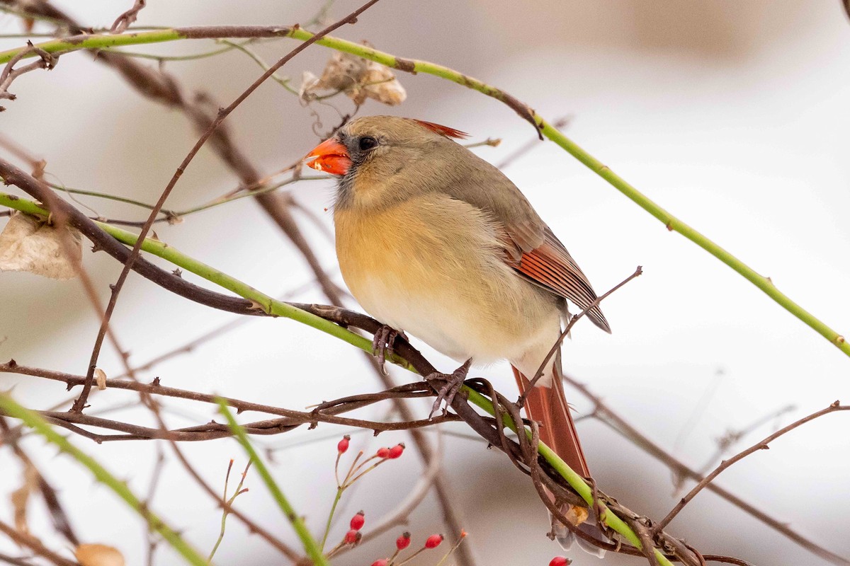 Northern Cardinal - ML646300647