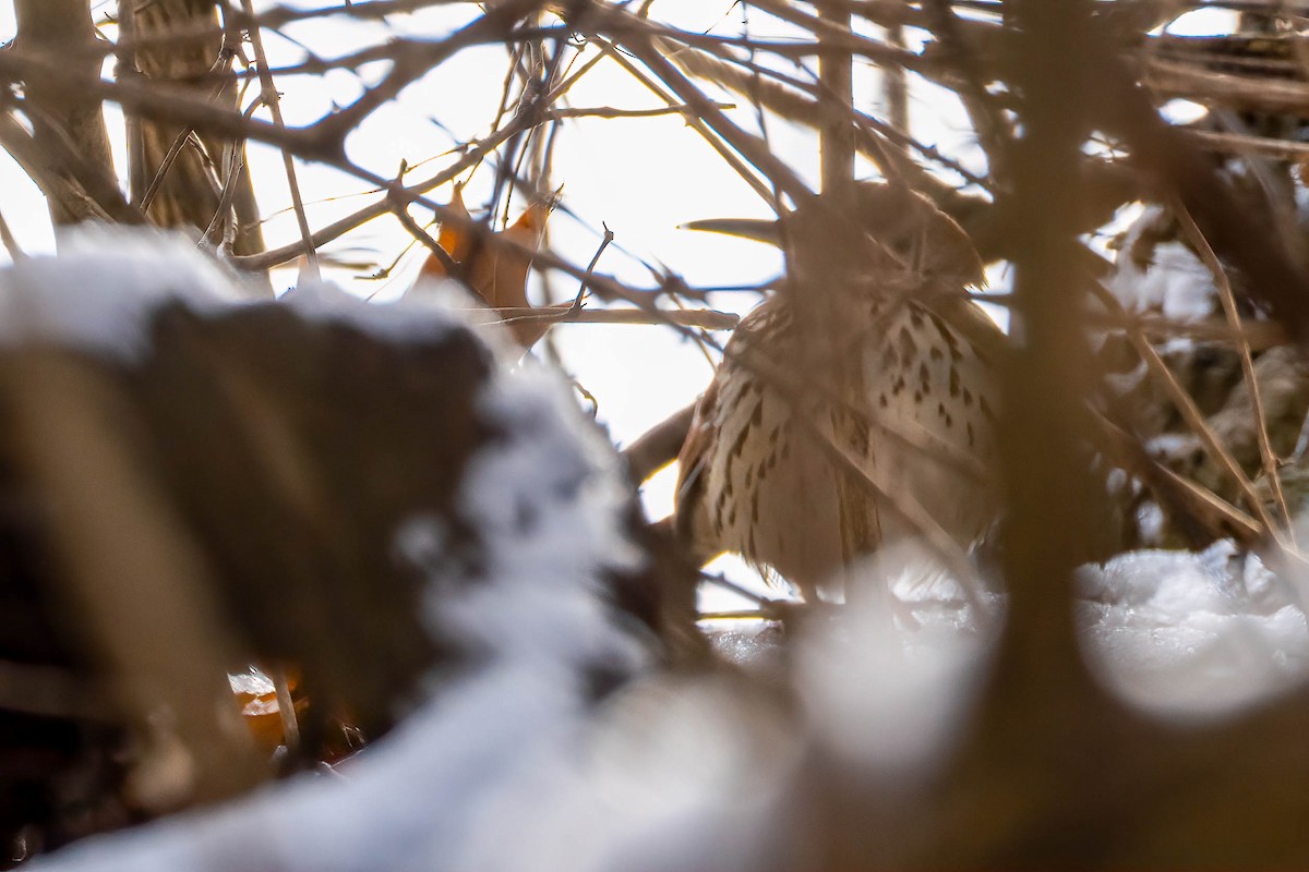 Brown Thrasher - ML646300648