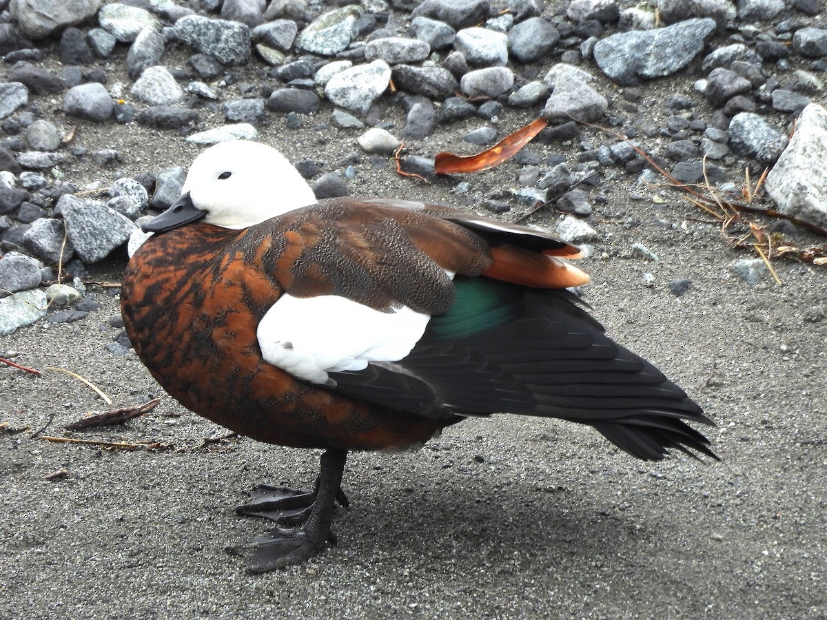 Tarro Maorí - ML646300649