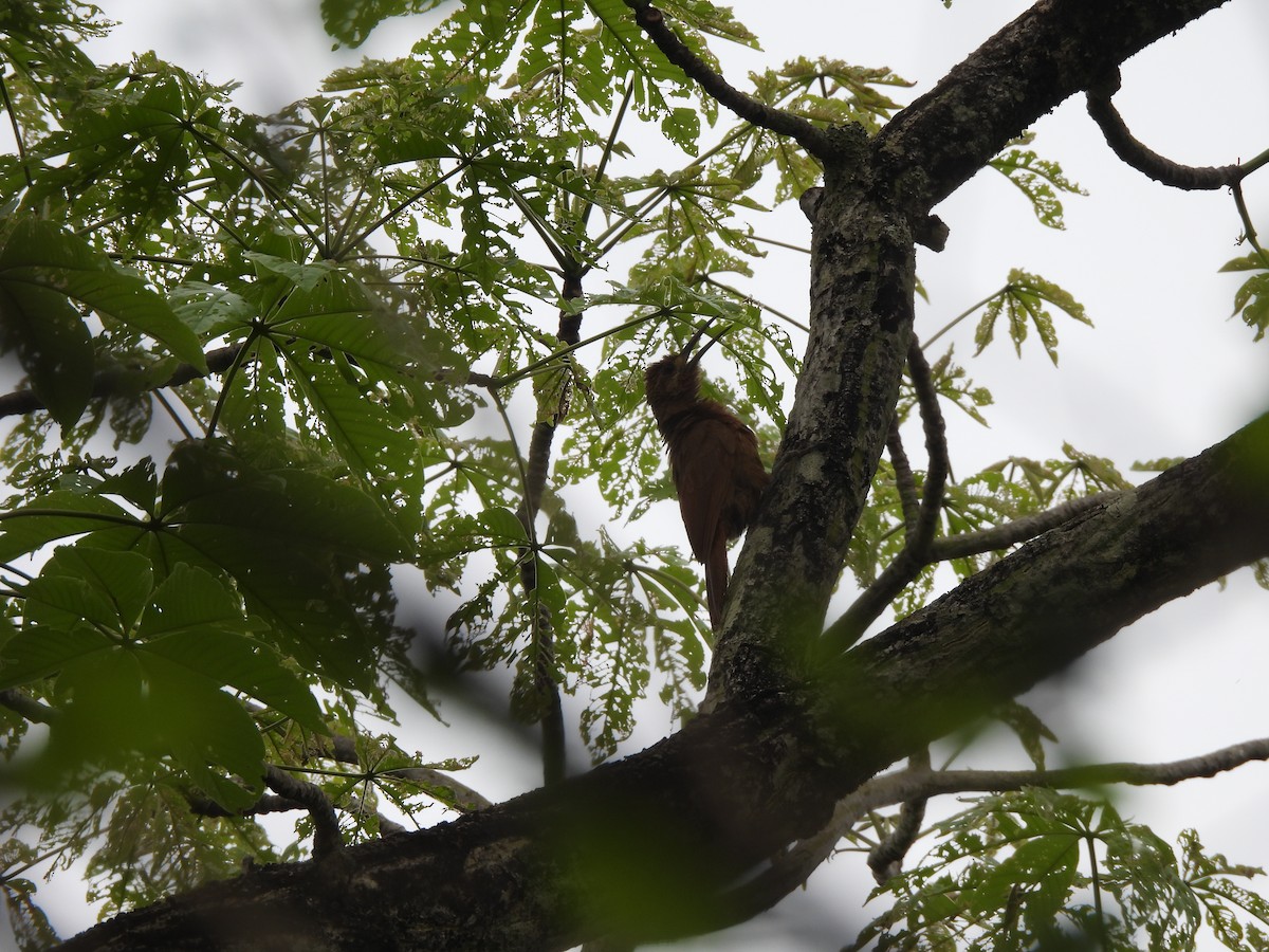 Moustached Woodcreeper - ML646300655