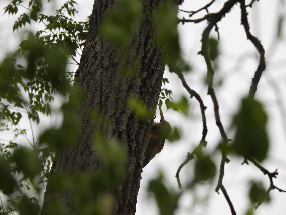 Moustached Woodcreeper - ML646300656