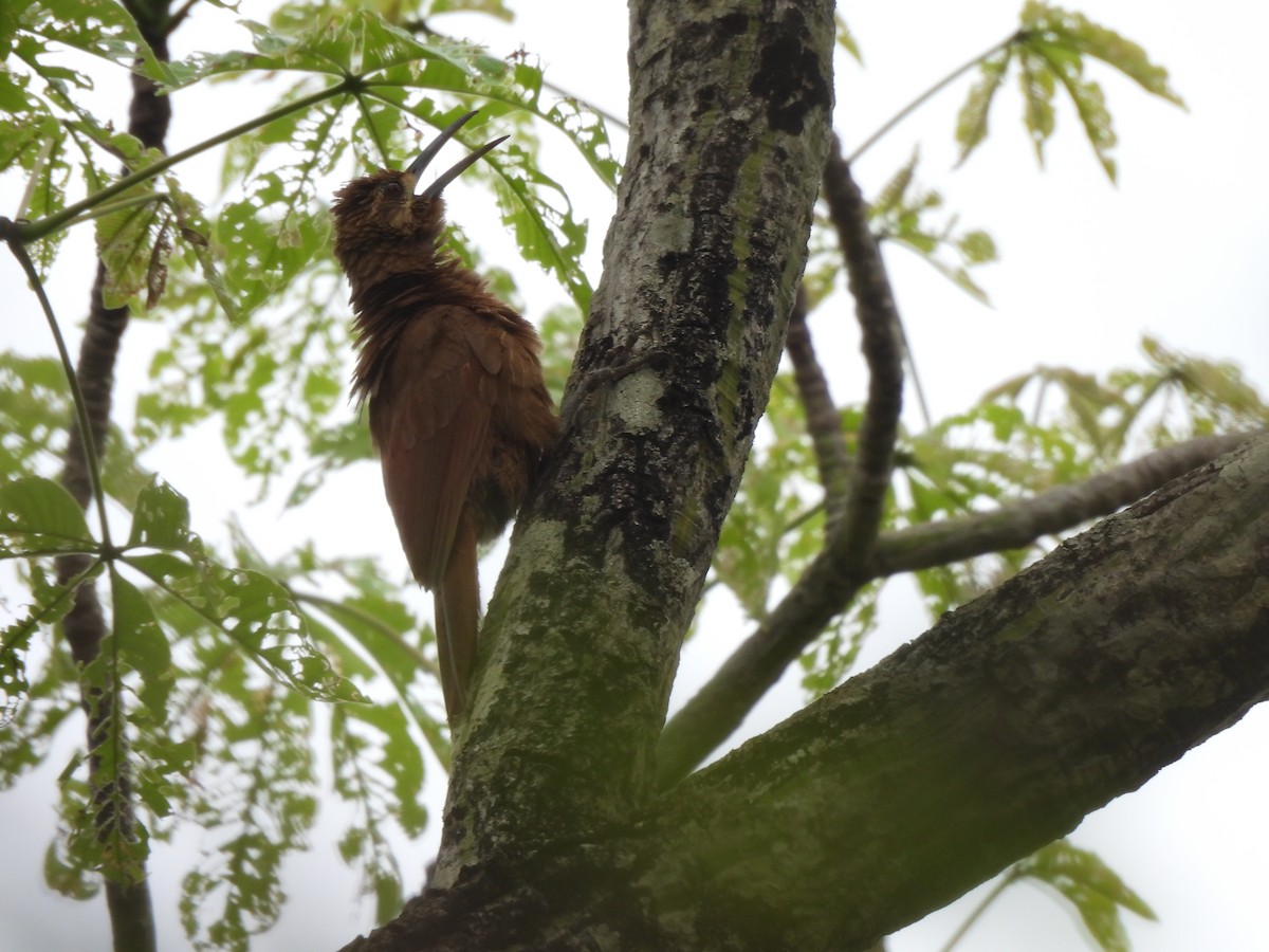 Moustached Woodcreeper - ML646300657