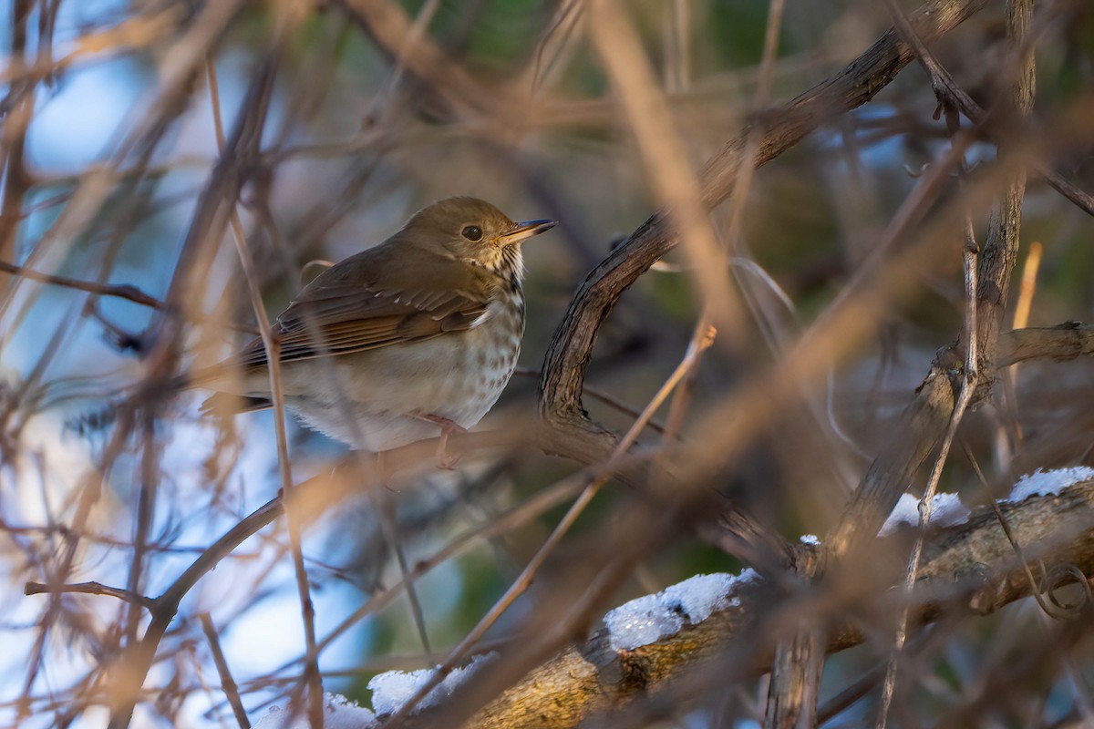 Hermit Thrush - ML646300658