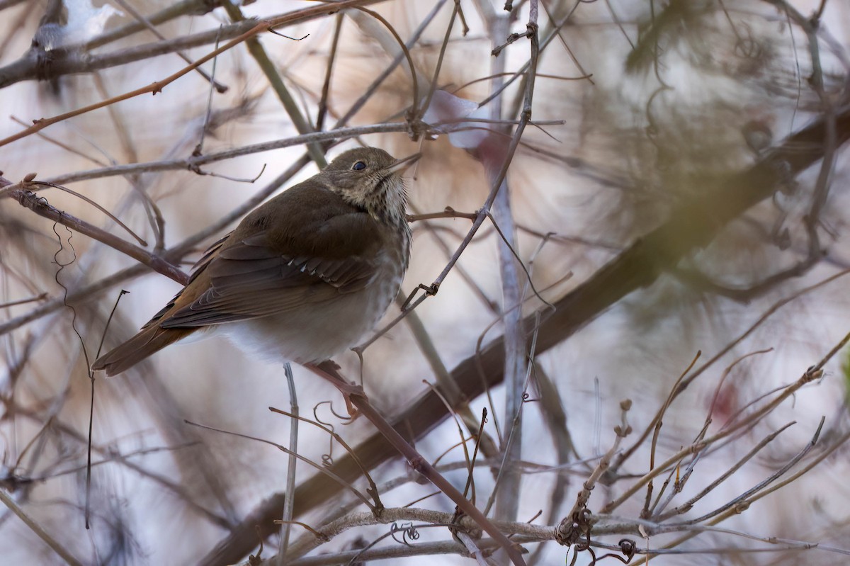 Hermit Thrush - ML646300659