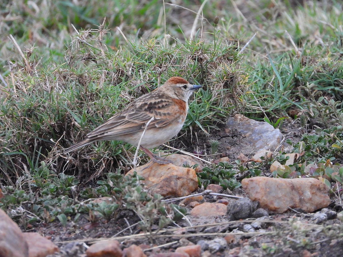 アフリカヒメコウテンシ - ML646300662