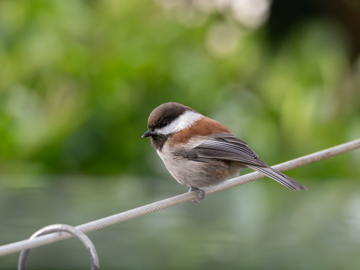 sýkora hnědohřbetá - ML646300668