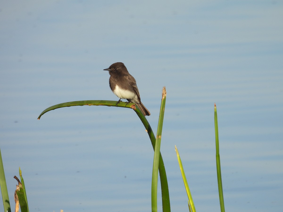 Black Phoebe - ML646300669