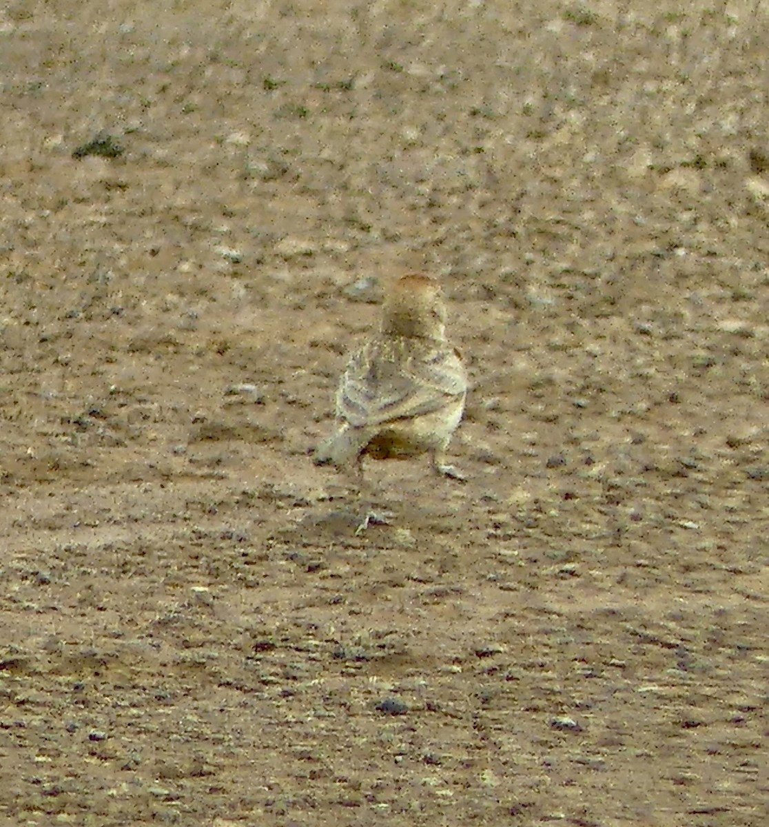 アフリカヒメコウテンシ - ML646300683