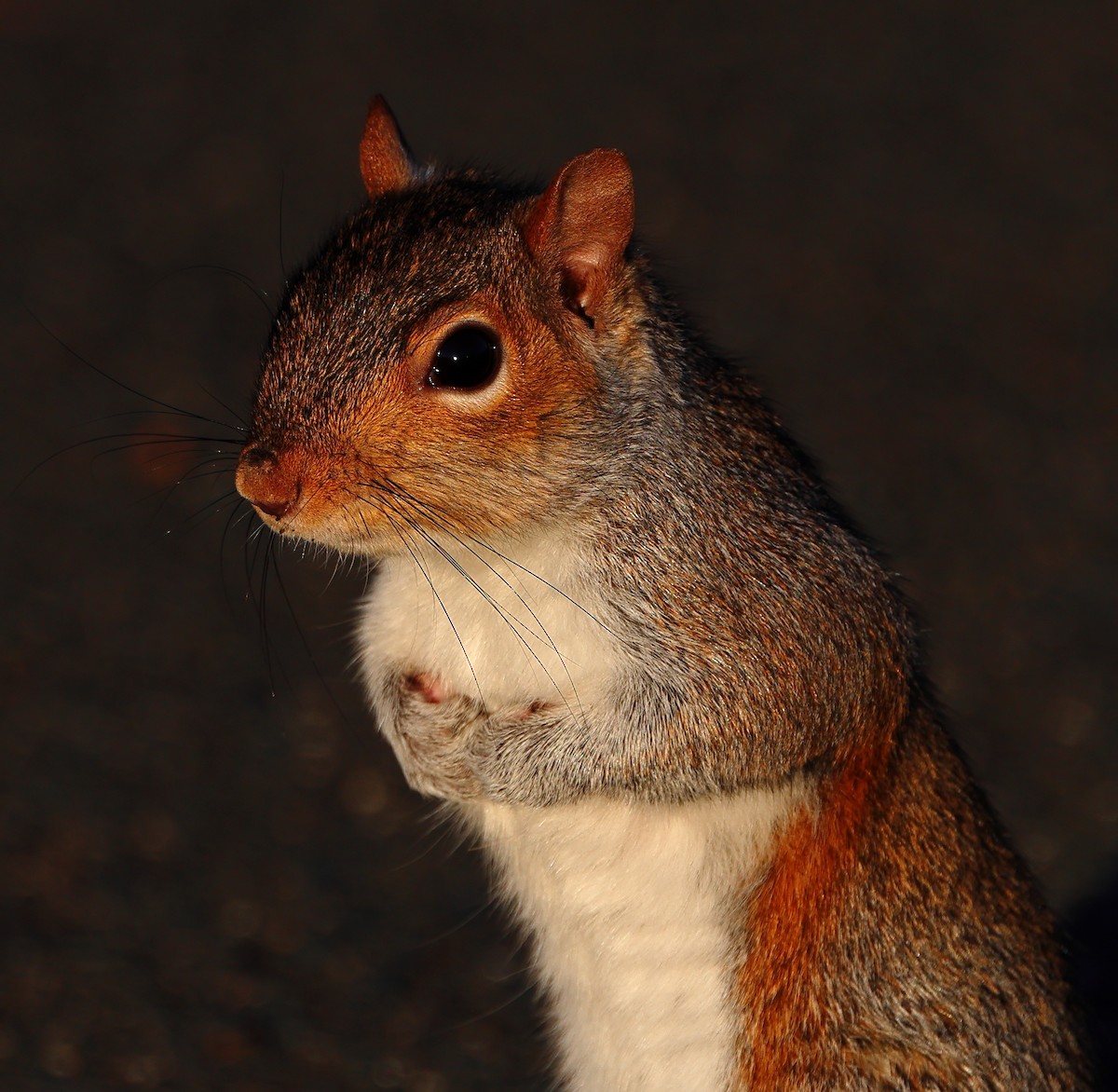 トウブハイイロリス - ML646300684