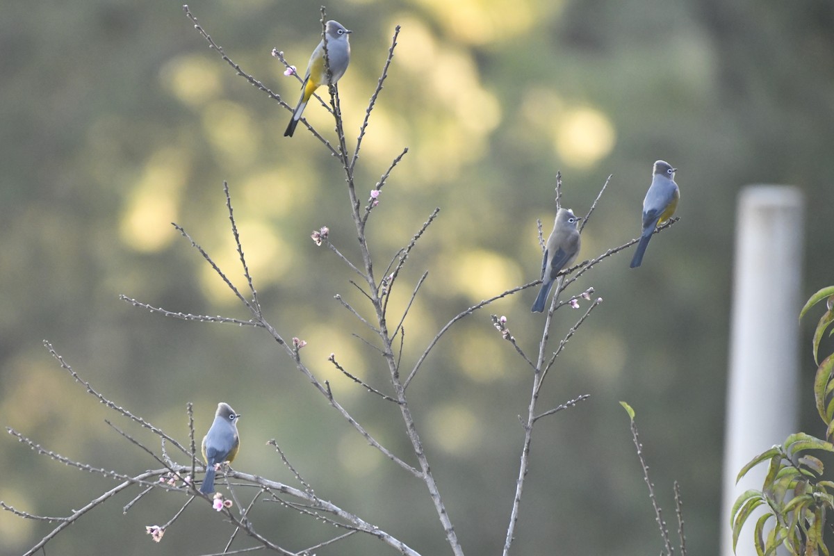 Gray Silky-flycatcher - ML646300698