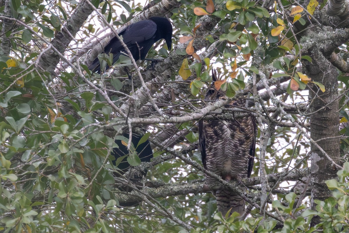 Great Horned Owl - ML646300699
