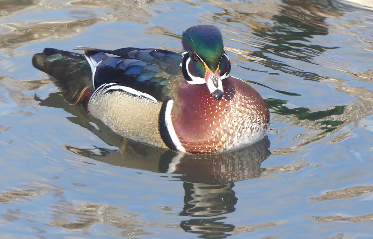 Wood Duck - ML646300702