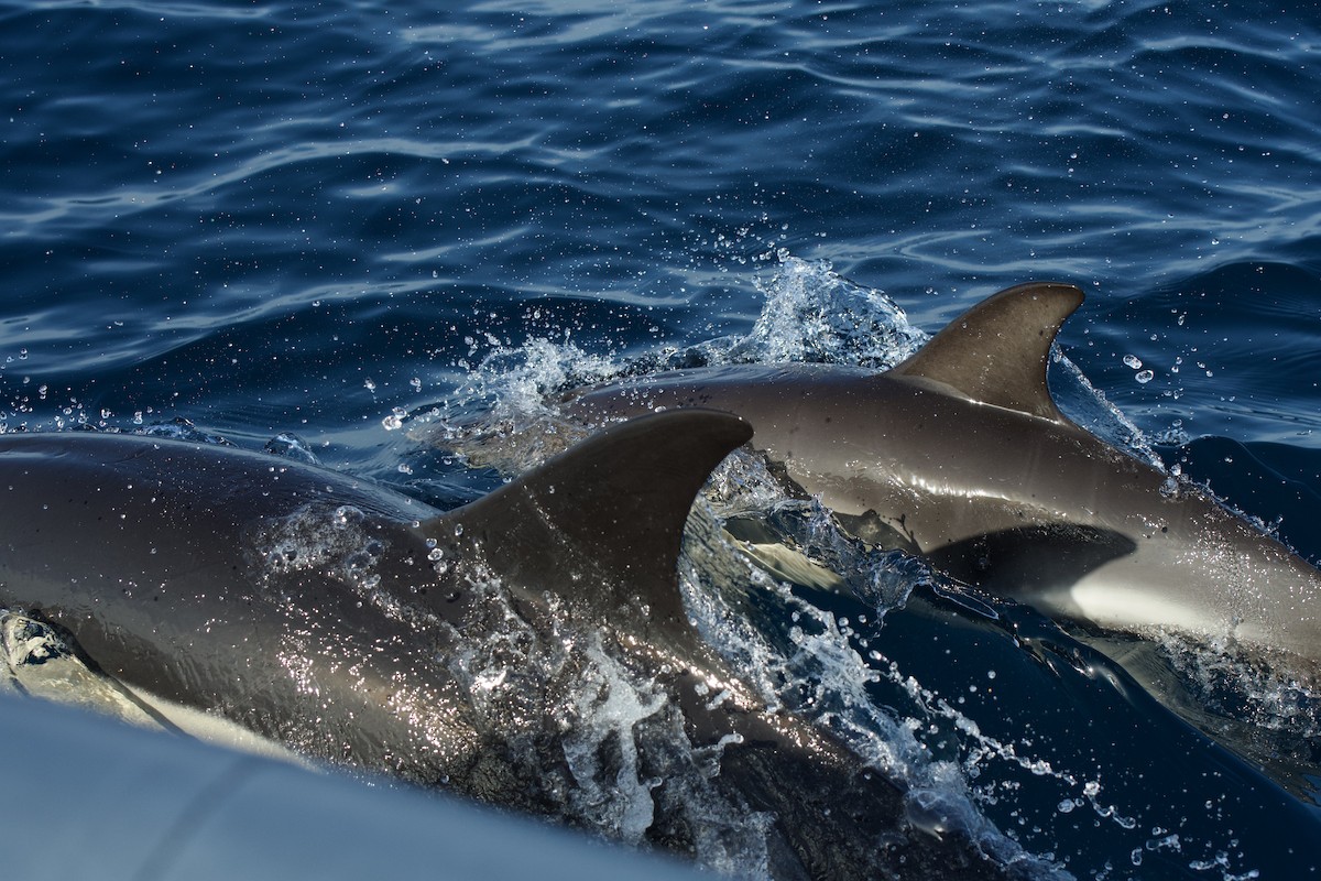 Common Dolphin - ML646300704