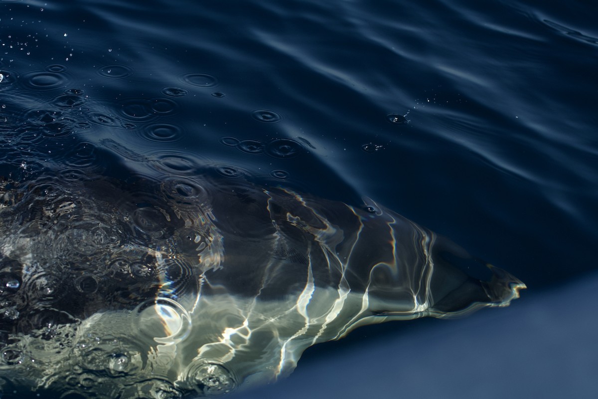 Common Dolphin - ML646300705