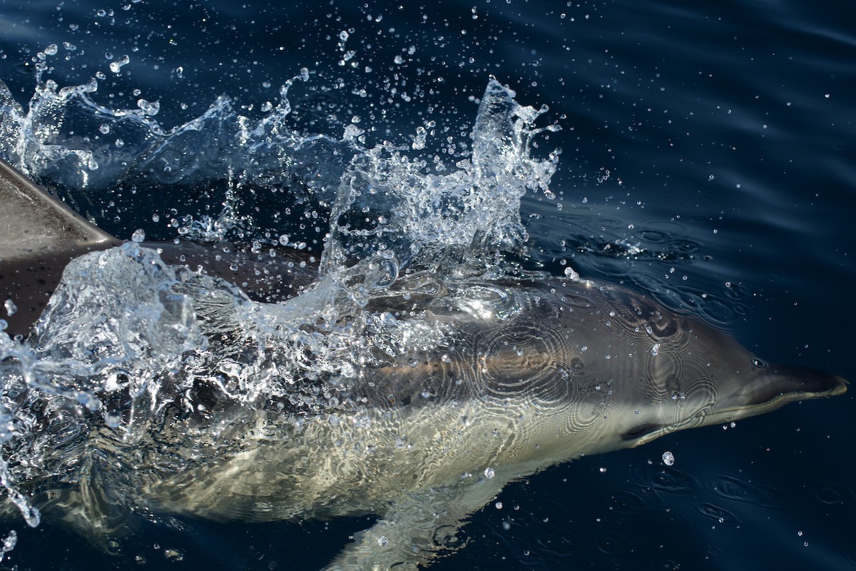 Common Dolphin - ML646300706
