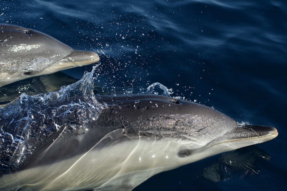 Common Dolphin - ML646300707