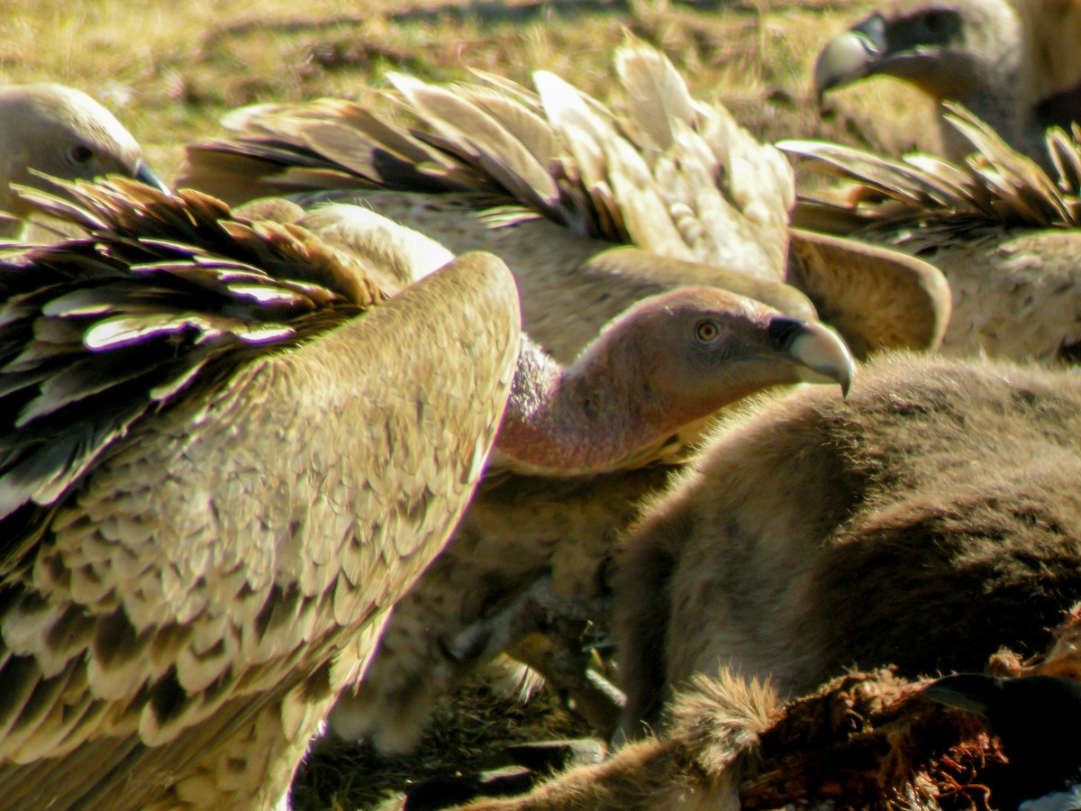 Rüppell's Griffon - ML646300715