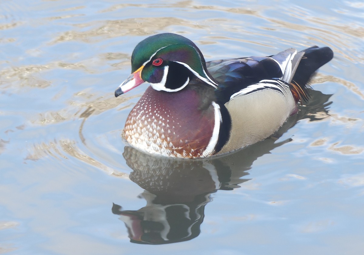 Wood Duck - ML646300718