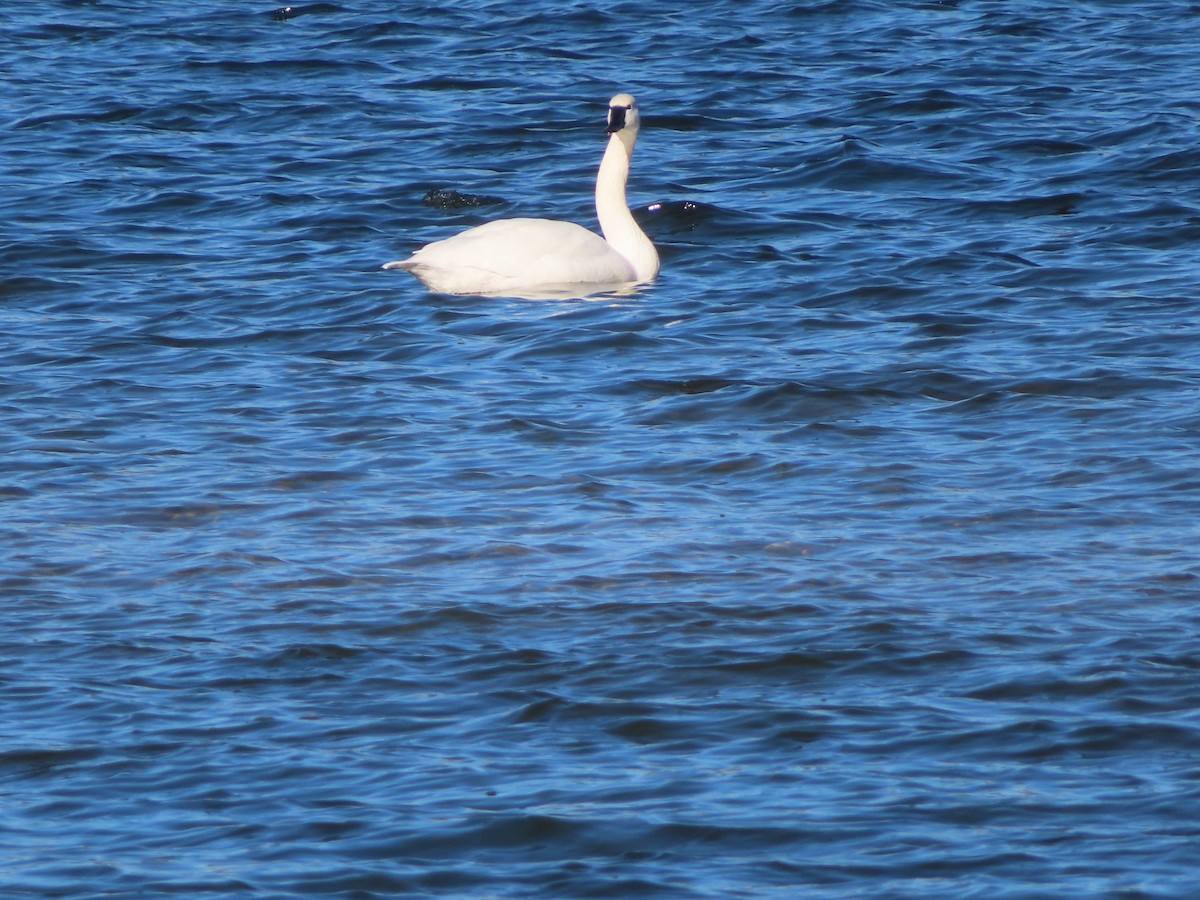 Tundra Swan - ML646300720