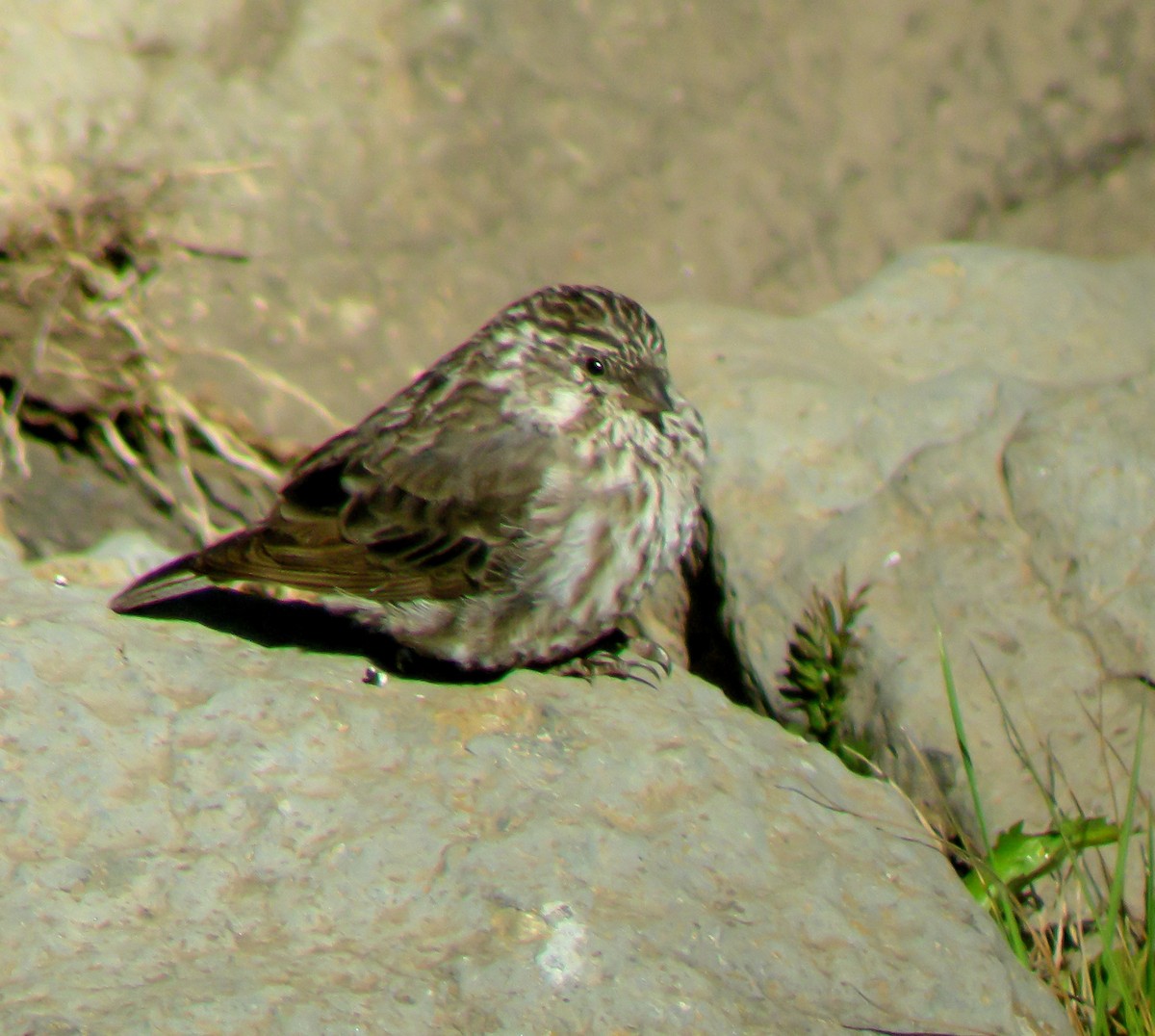 Streaky Seedeater - ML646300731