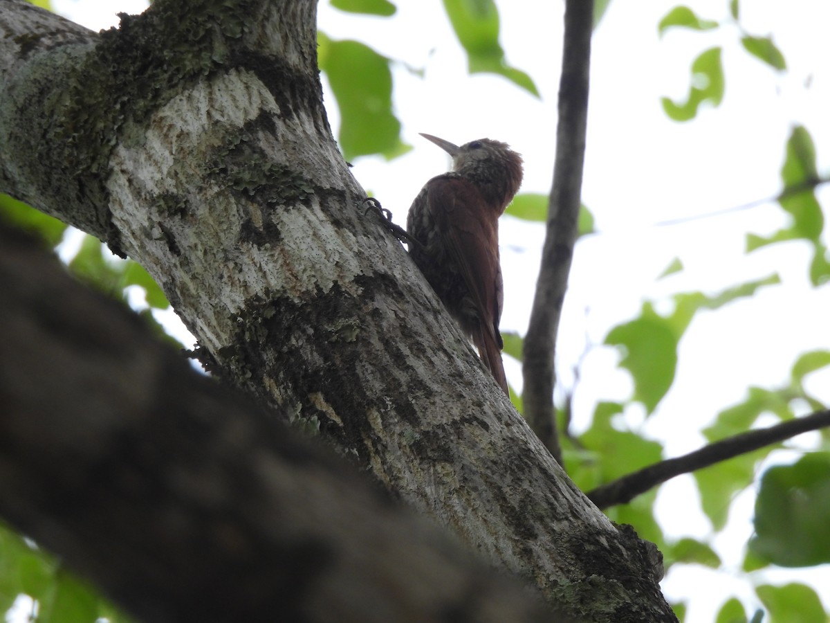 Scaled Woodcreeper (Wagler's) - ML646300732