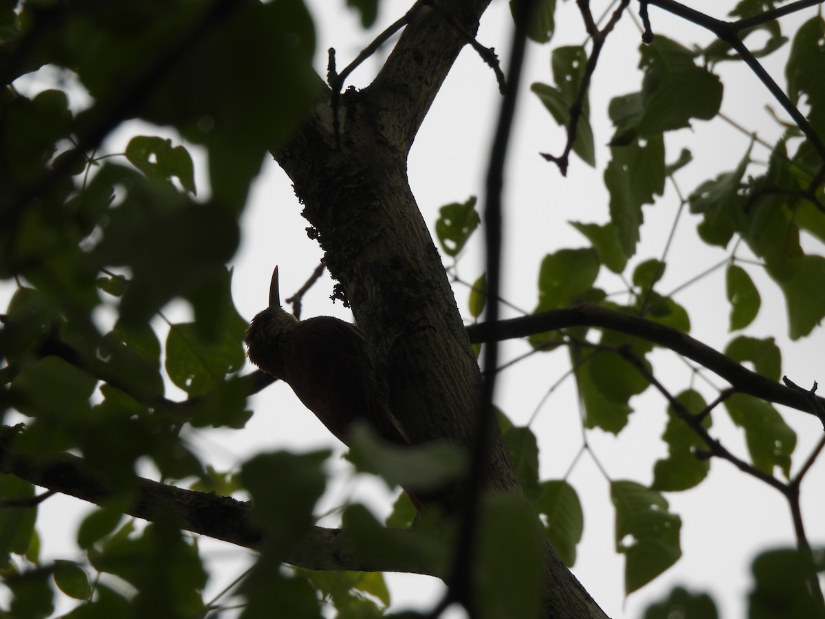 Scaled Woodcreeper (Wagler's) - ML646300733