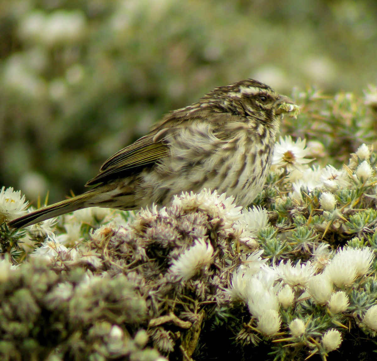 Streaky Seedeater - ML646300734