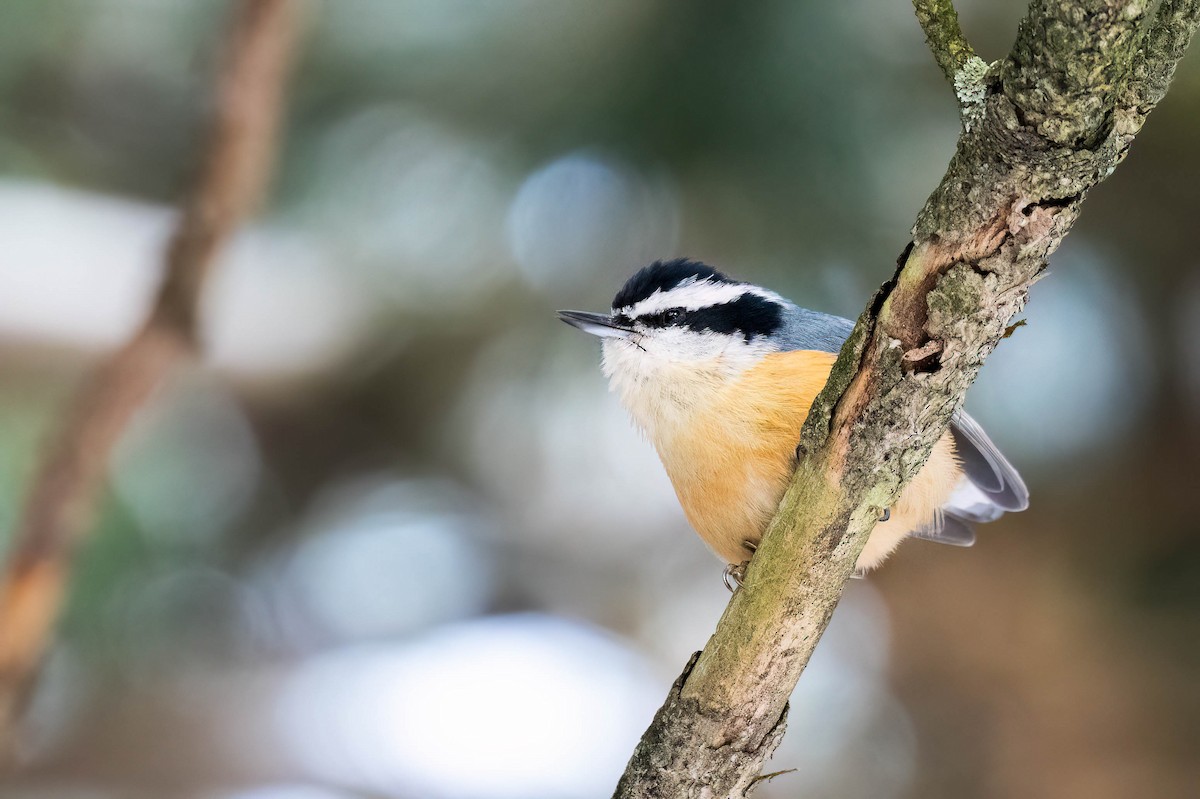 Red-breasted Nuthatch - ML646300737