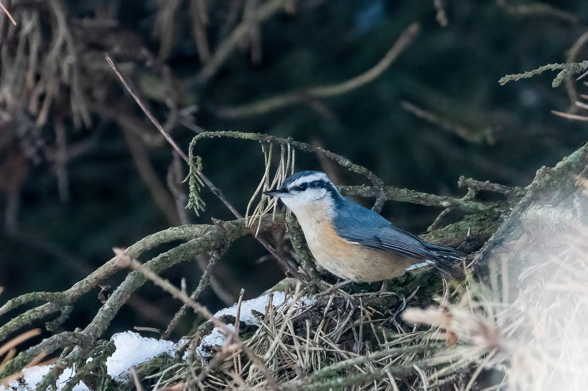 Red-breasted Nuthatch - ML646300738