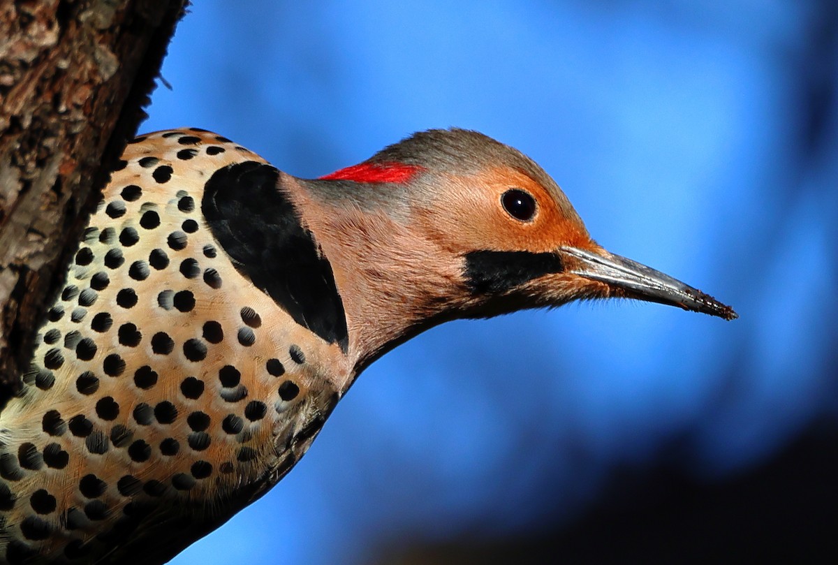 ハシボソキツツキ - ML646300739