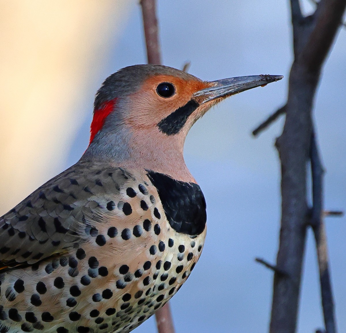 ハシボソキツツキ - ML646300740