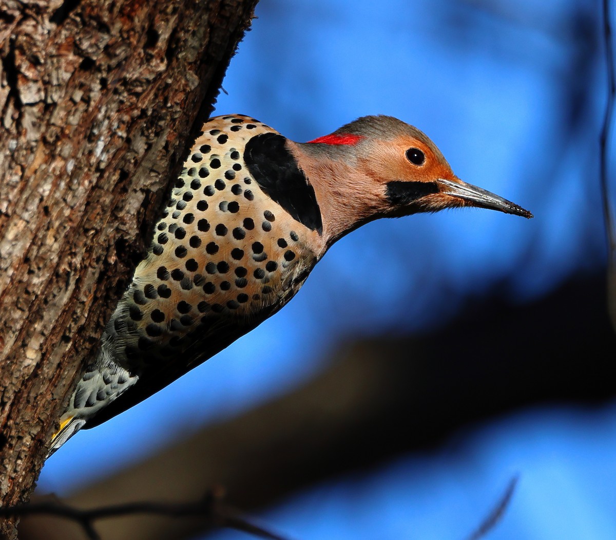 ハシボソキツツキ - ML646300741