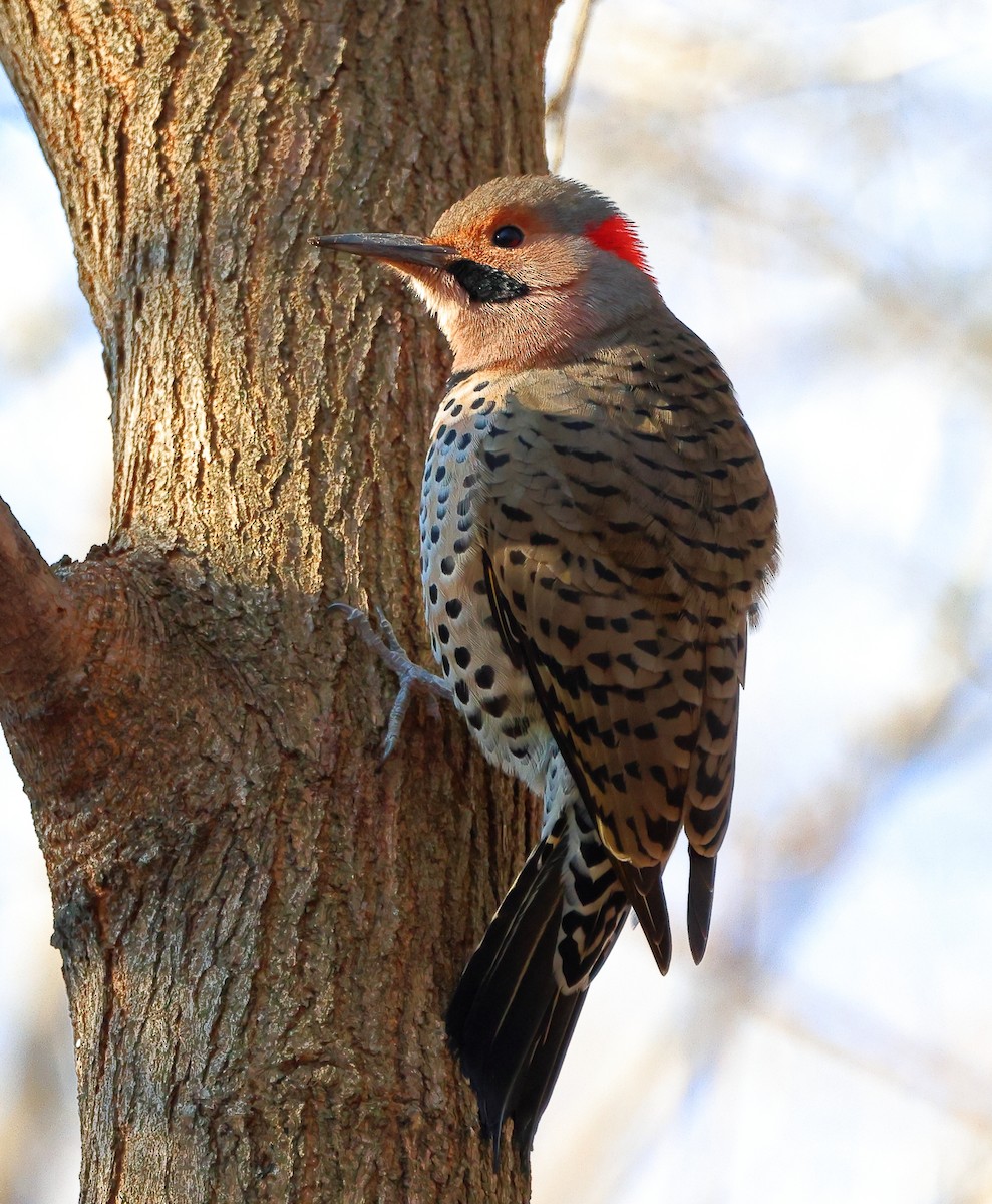 ハシボソキツツキ - ML646300742