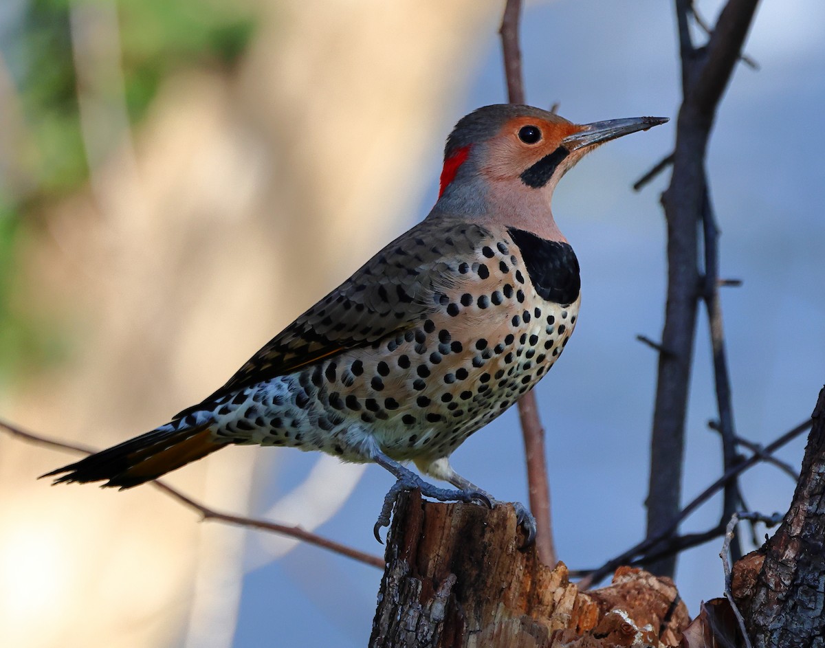 ハシボソキツツキ - ML646300743