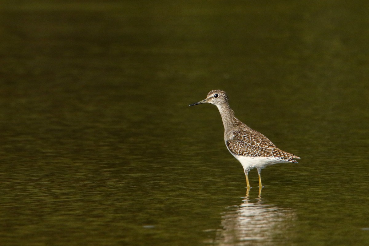 vodouš bahenní - ML646300747