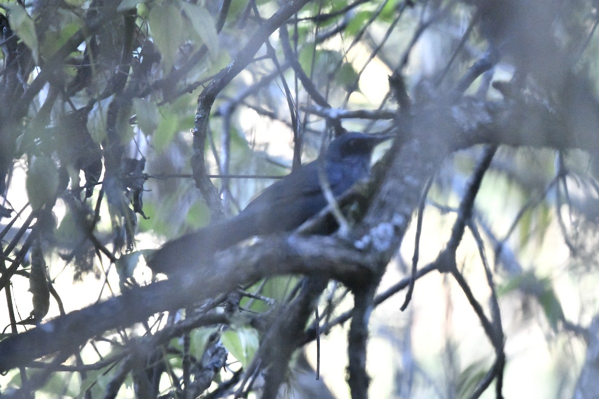 Kuitlakotxe urdina - ML646300749