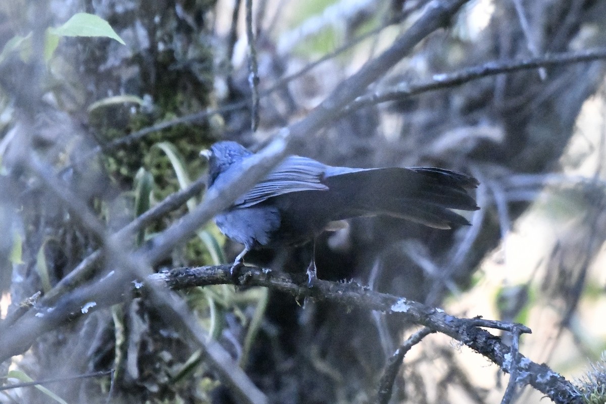 Kuitlakotxe urdina - ML646300750