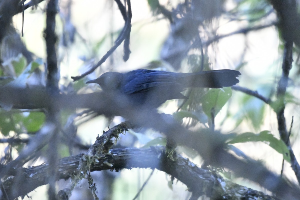 Kuitlakotxe urdina - ML646300751