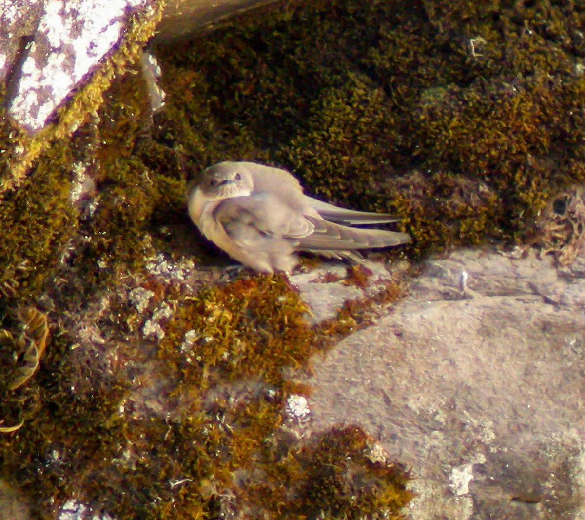 Eurasian Crag-Martin - ML646300753