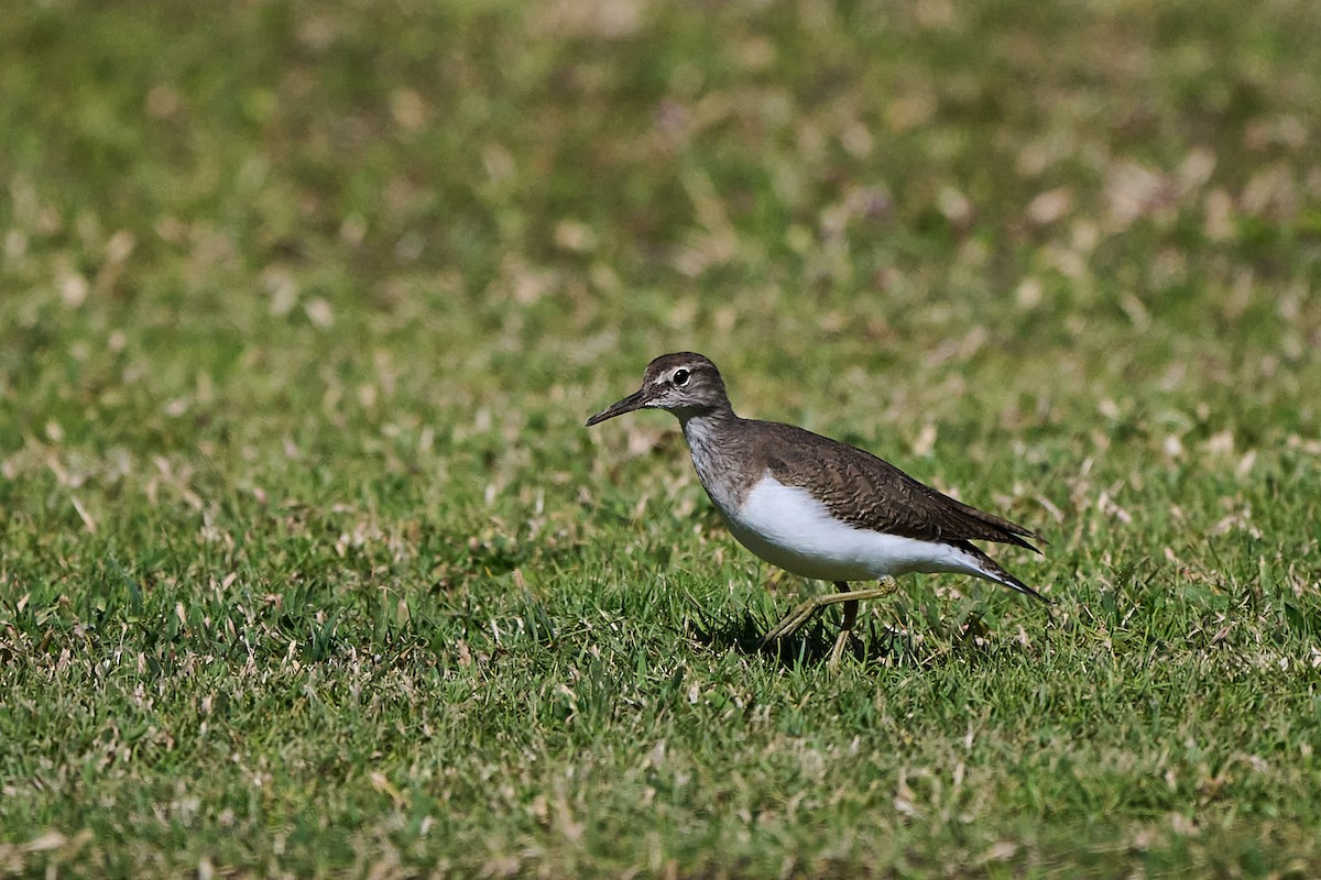 Common Sandpiper - ML646300759