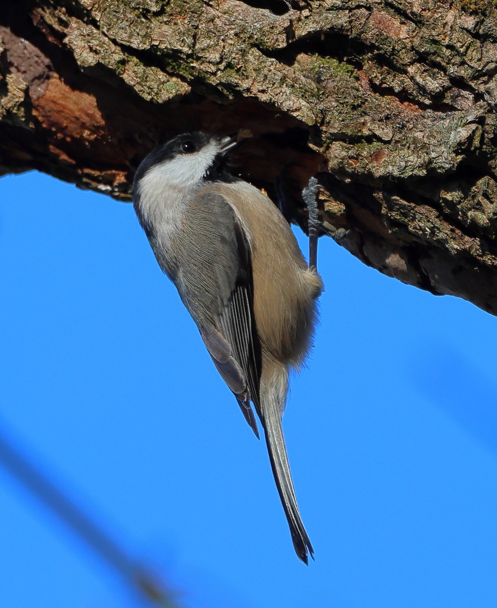 Carolina Chickadee - ML646300761