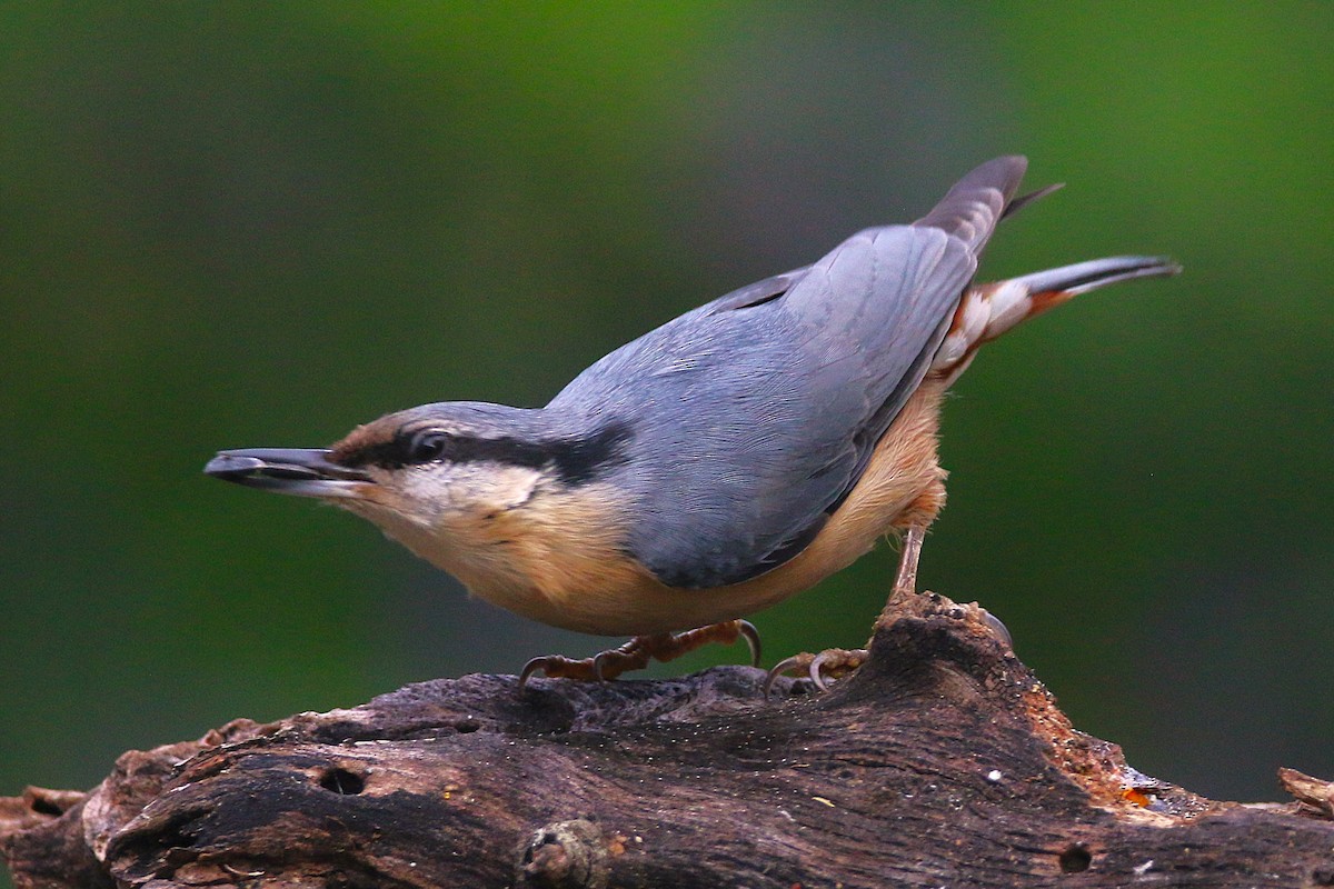 Eurasian Nuthatch - ML646300762