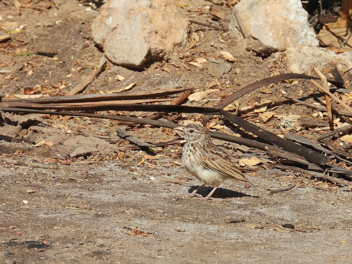 Madagascar Lark - ML646300766
