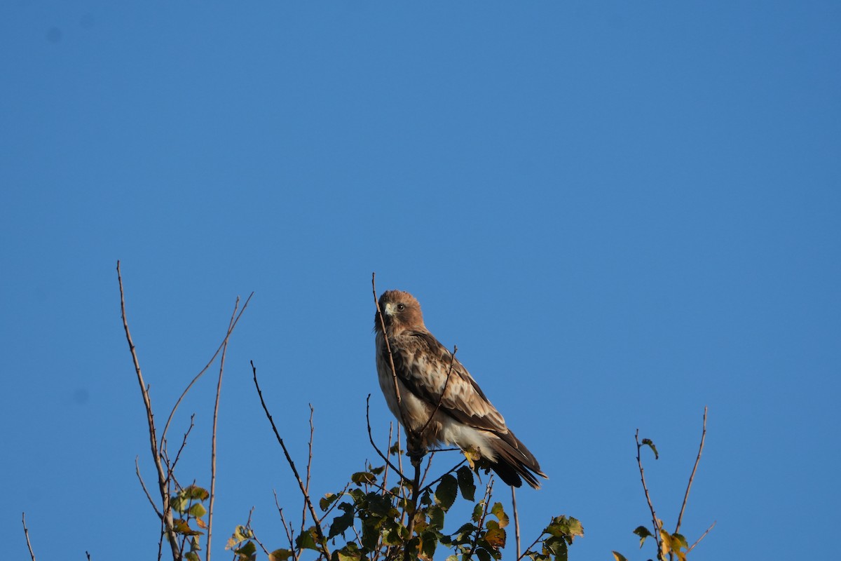 Booted Eagle - ML646300772