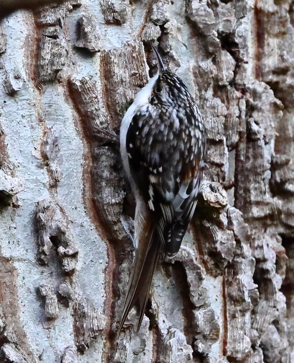 アメリカキバシリ - ML646300774