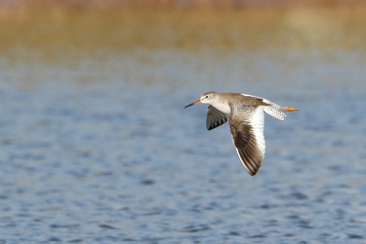 Common Redshank - ML646300781